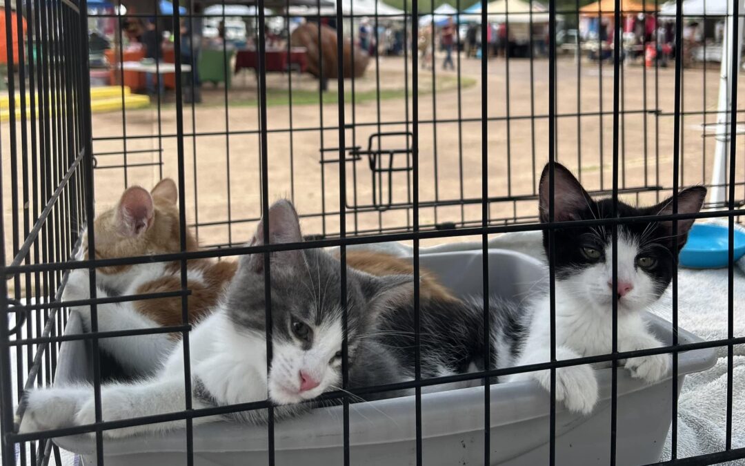 Small Town, Big Hearts: Inside the Bisbee Animal Shelter