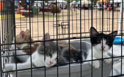 Small Town, Big Hearts: Inside the Bisbee Animal Shelter